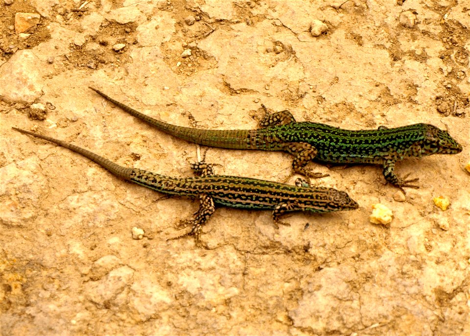 Pythisuse Wall Lizard