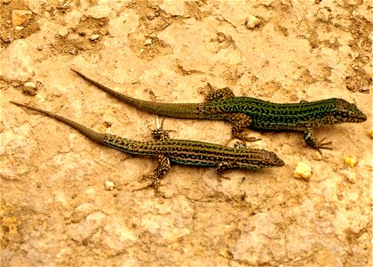 Pythisuse Wall Lizard