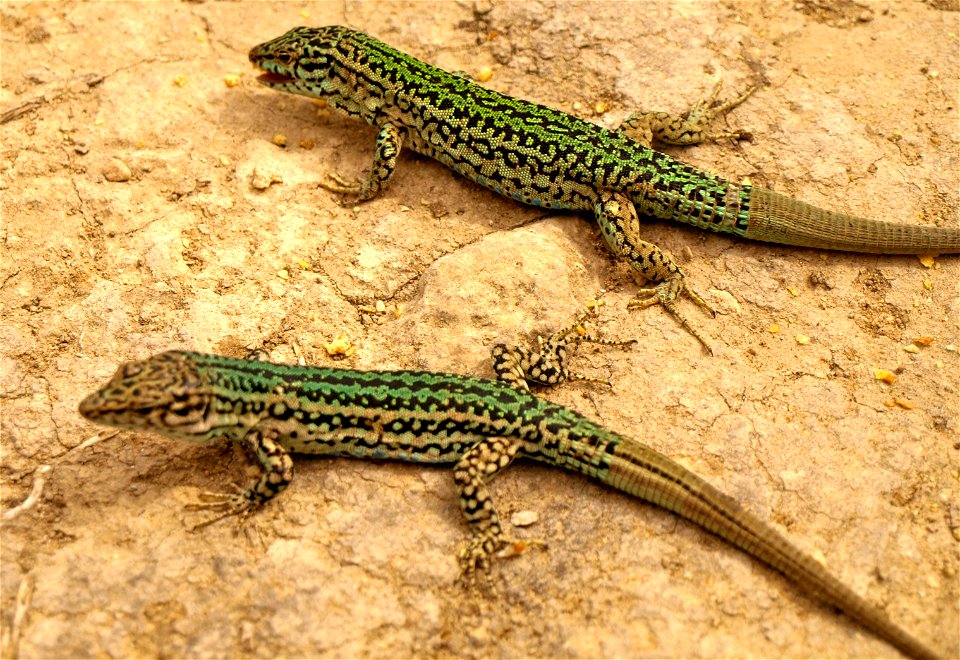 Pythisuse Wall Lizard