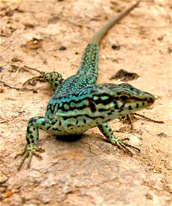 Pythisuse Wall Lizard