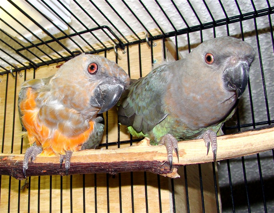Mature breeding pair of Red-Bellied Parrots (Poicephalus rufiventris) on a perch in a cage. Picture taken by user:Fruitwerks at home. photo