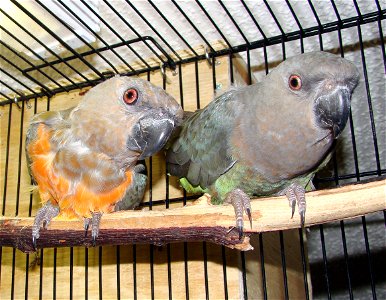 Mature breeding pair of Red-Bellied Parrots (Poicephalus rufiventris) on a perch in a cage. Picture taken by user:Fruitwerks at home. photo