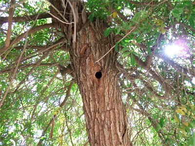 Tree with a Syrian Woodpecker's hole, Jerusalem