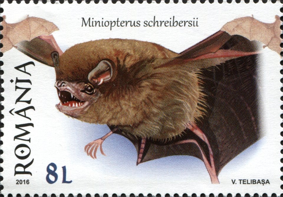 Miniopterus schreibersii