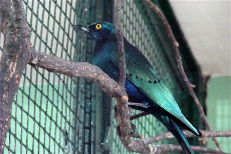 Greater Blue-eared Glossy-Starling, Lamprotornis chalybaeus, taken by Christfried Naumann, Zoo Berlin, 2008-05-27