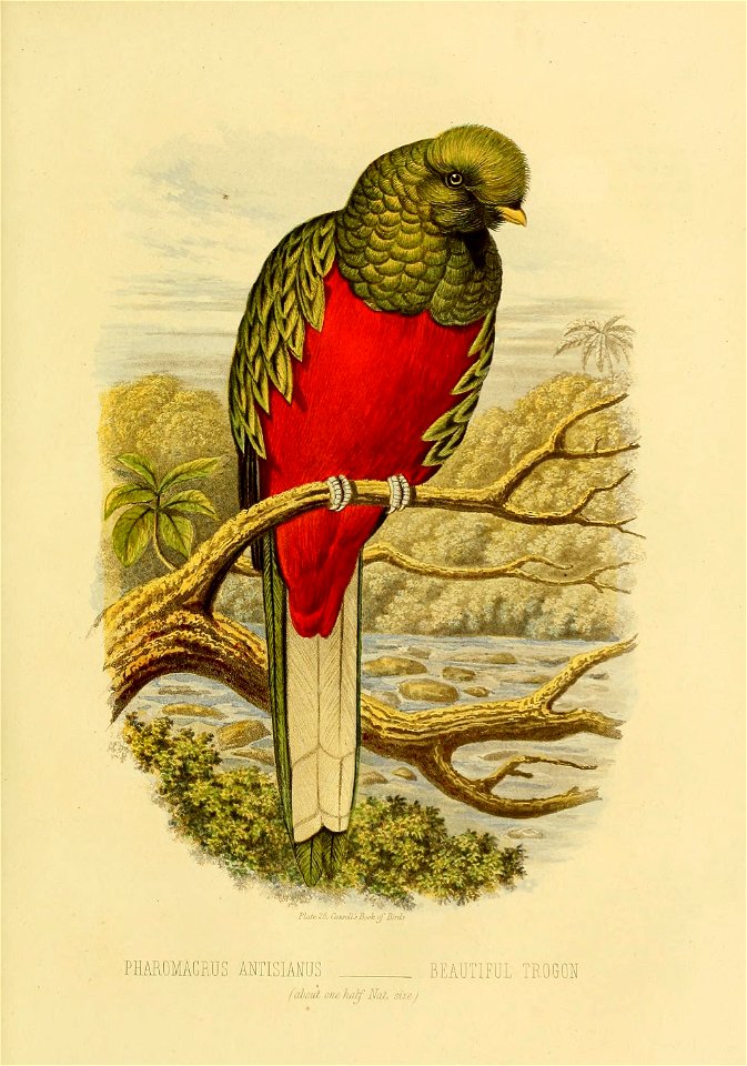 PHAROMACRUS ANTISIANUS 
BEAUTIFUL TROGON 

(about one half Nat. size)