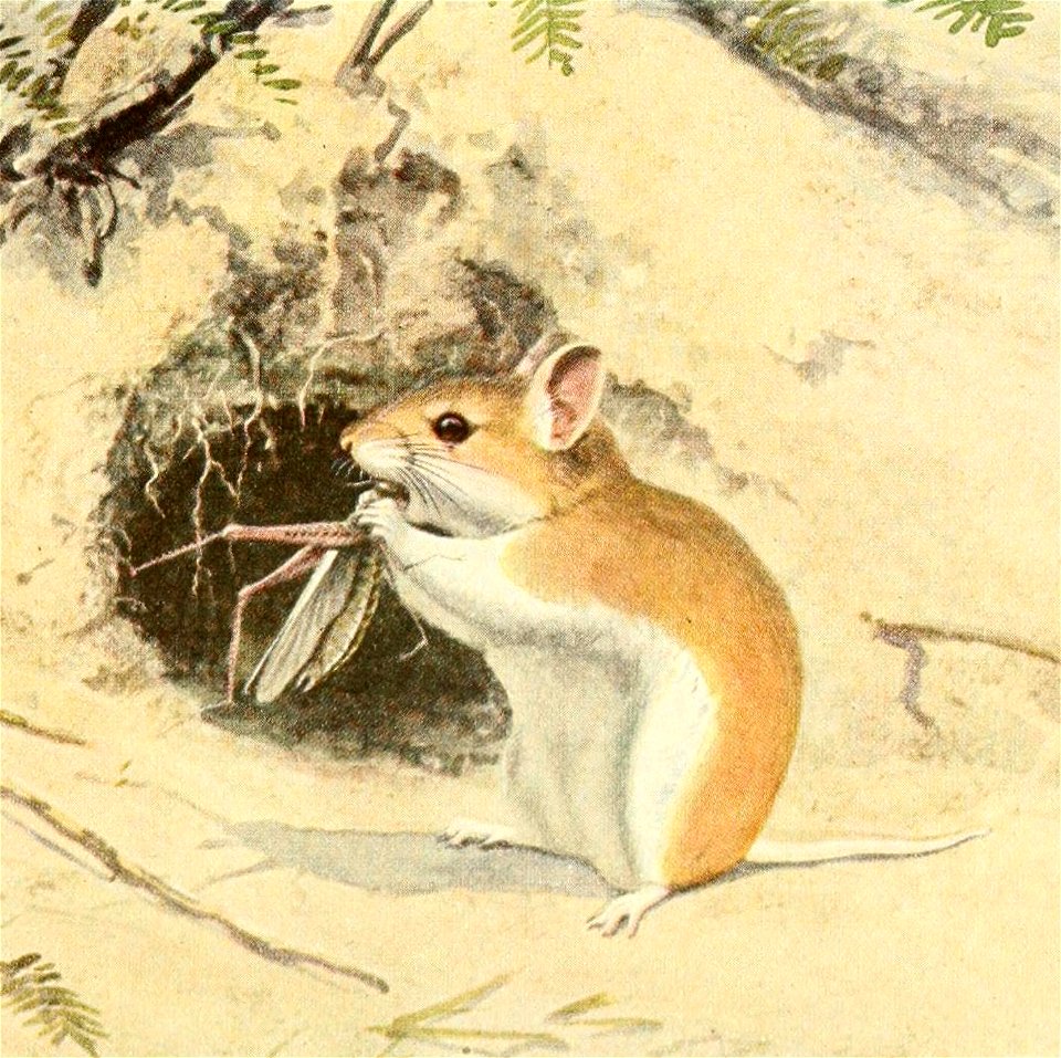 Wild animals of North America, intimate studies of big and little creatures of the mammal kingdom.