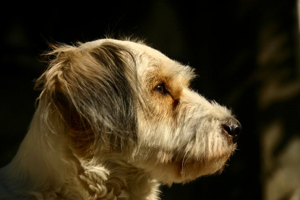 Dog animals pets