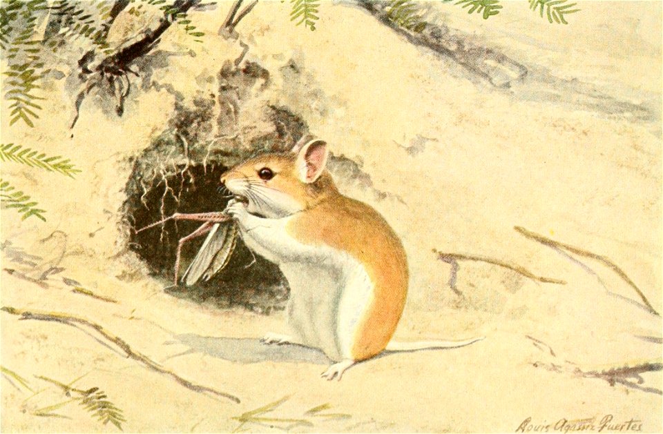 Wild animals of North America, intimate studies of big and little creatures of the mammal kingdom.