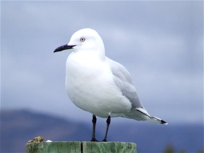 Black billed gull at Lake Dunstan, Cromwell, New Zealand. photo