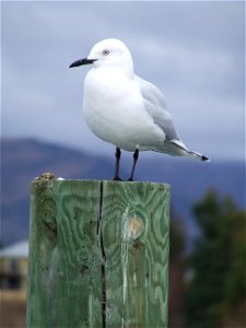 Black billed gull at Lake Dunstan, Cromwell, New Zealand. photo