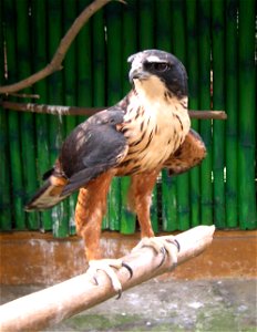 A Rufous-bellied Eagle in the Philippines photo