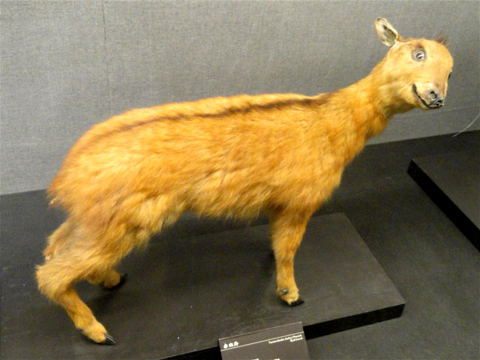Taxidermy exhibit in the Kunming Natural History Museum of Zoology (昆明动物博物馆), Kunming, Yunnan, China.