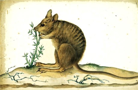 Nicolas-Martin Petit (1777–1804): Gebändertes Hasenkänguru (Lagostrophus faciatus). Wasserfarbe, Gouache und braune Tinte auf Papier. Muséum d’histoire naturelle, Le Havre. Der Künstler war mit Mitgli