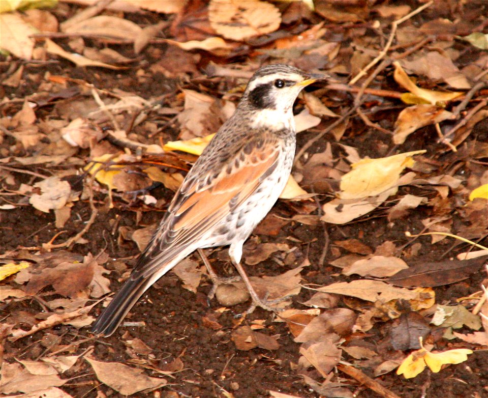 Crop of File:Dusky Thrush.JPG