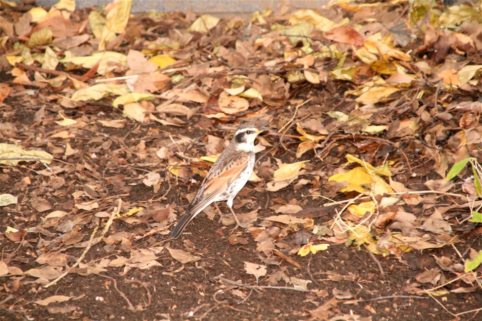 Dusky Thrush at Ueno Park.