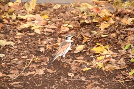 Dusky Thrush at Ueno Park.