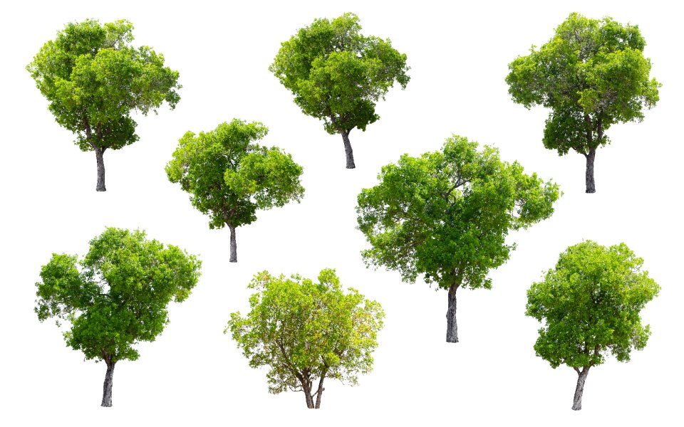 Green summer deciduous trees