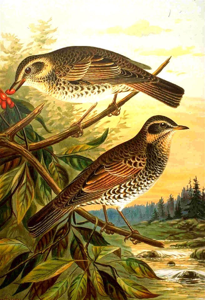 Turdus eunomus (syn. Turdus naumannii eunomus), Dusky Thrush. Drawing by Naumann