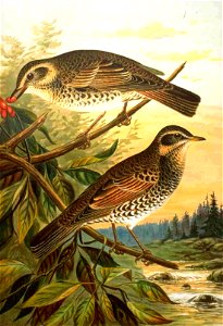 Turdus eunomus (syn. Turdus naumannii eunomus), Dusky Thrush. Drawing by Naumann