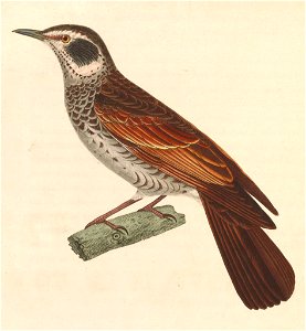English:  « Turdus eunomus » = Turdus eunomus (Dusky Thrush) - maleFrançais :  « Turdus eunomus » = Turdus eunomus (Grive à ailes rousses) - mâle