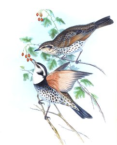 Turdus fuscatus = Turdus eunomus