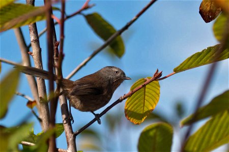 Wrentit

You are free to use this image with the following photo credit: Peter Pearsall/U.S. Fish and Wildlife Service