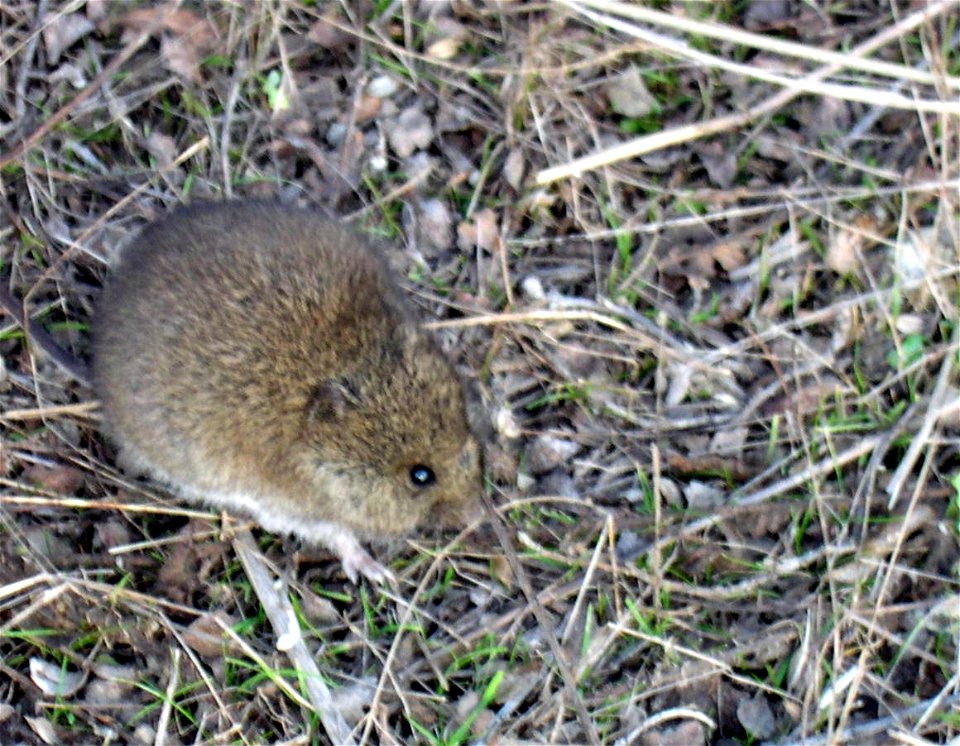 Reithrodontomys megalotis.