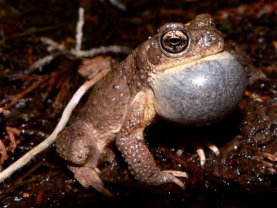 Red Spotted Toad (Bufo punctatus)in Red Hills, Kansas photo