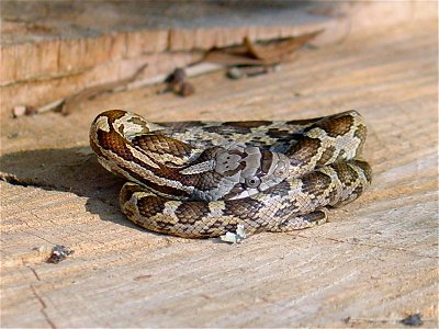 Slowinski's Corn Snake warming itself on oak tree stump in Oberlin, Louisiana.