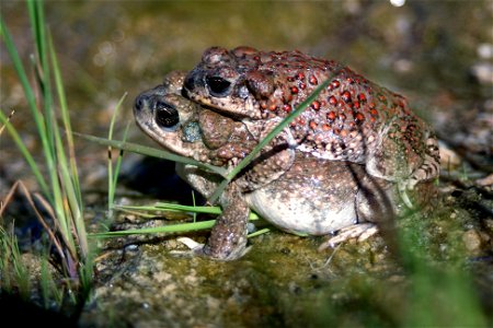 Reptiles of Joshua Tree National Park: Red Spotted Toad (Bufo punctatus) photo