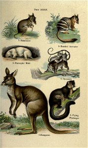 Plate XXXH. 

.Kangaroo