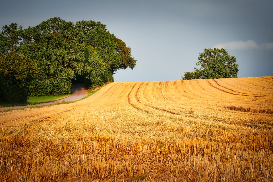Nature summer arable land