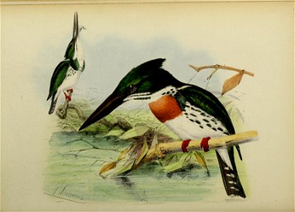 the secondaries ; tail-feathers bronzy-green above, blackish beneath, the inner web of all but 
the middle ones, spotted with white ; a line of feathers from the base of the bill extending 
