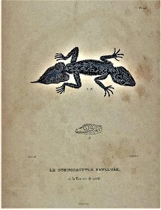 Phyllurus platurus