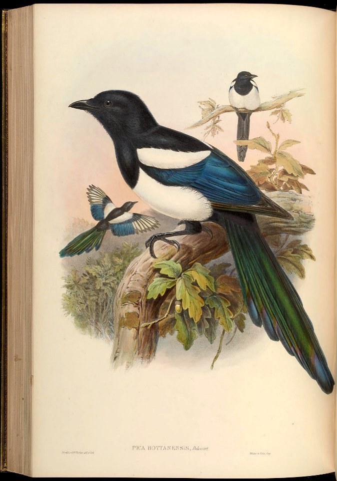 Pica bottanensis (syn. Pica pica bottanensis)