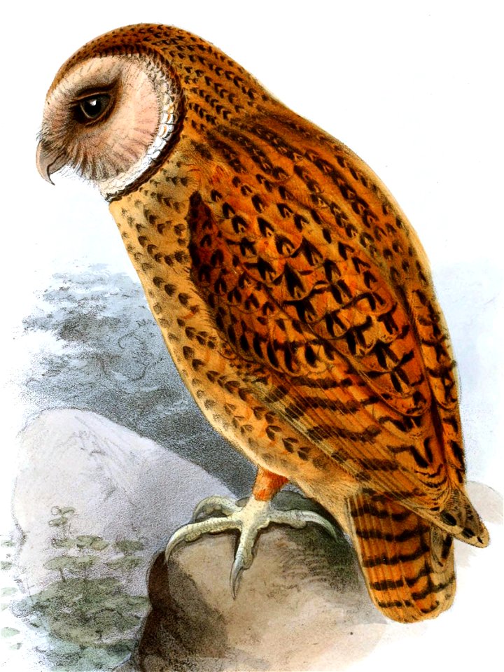 English:  « Strix aurantiaca » = Strix aurantia Salvadori, 1881, = Tyto aurantia (Salvadori, 1881); Golden Masked OwlFrançais :  « Strix aurantiaca » = Str