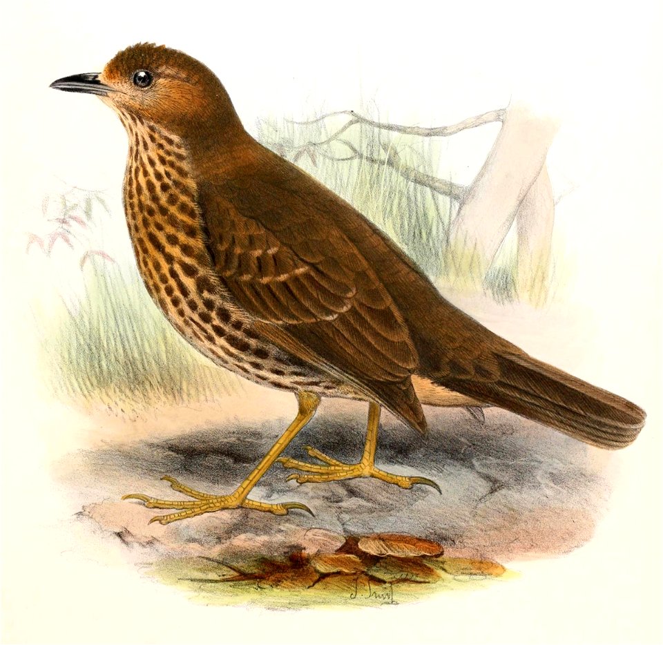 English:  « Nesocichla eremita » = Nesocichla eremita (Tristan Thrush)Français :  « Nesocichla eremita » = Nesocichla eremita (Grive de Tristan da Cunha)