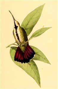 Lampornis mango = Anthracothorax prevostii (Green-breasted Mango) - young