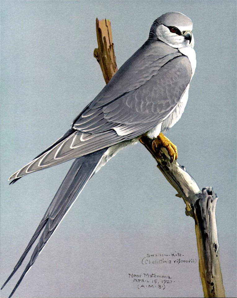 Scissor-tailed Kite, Chelictinia riocourii, offset reproduction of watercolor