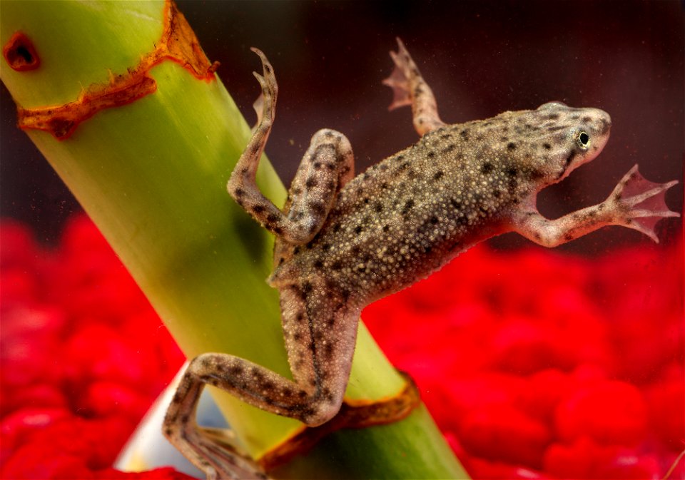This photograph depicts an African dwarf frog, Hymenochirus boettgeri.
CDC is collaborating with public health officials in many states to investigate a multistate outbreak of human Salmonella, seroty