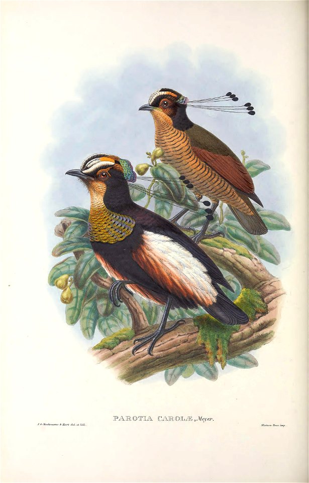 Parotia carolae - Monograph of the Paradiseidae, or Birds of Paradise, and Ptilonorhynchidae, or Bower-birds. v.2 (1891-1898).