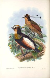 Parotia carolae - Monograph of the Paradiseidae, or Birds of Paradise, and Ptilonorhynchidae, or Bower-birds. v.2 (1891-1898).