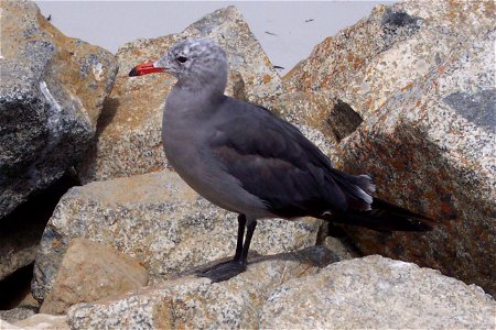 Heermannmöwe am 17-Mile Drive in Kalifornien