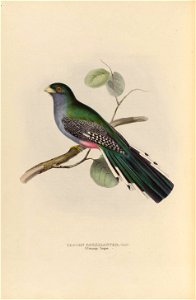 Priotelus roseigaster - A monograph of the Trogonidae, or family of trogons