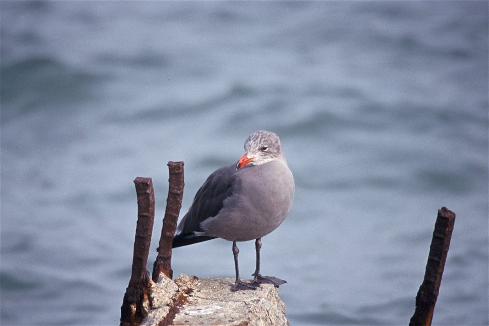 Heerman's Gull (Larus heermanni)