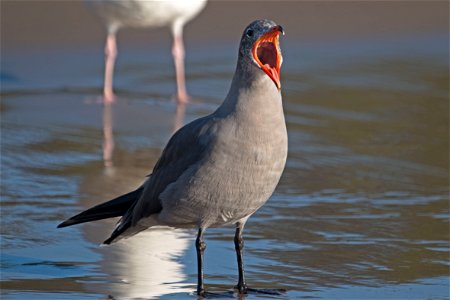 Heermann's Gulls

You are free to use this image with the following photo credit: Peter Pearsall/U.S. Fish and Wildlife Service