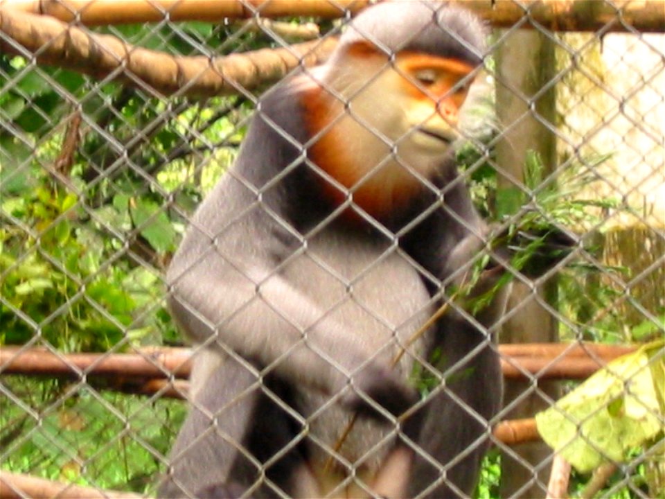 Photo of Grey-Shanked Douc Langur at Cuc Phuong Primate Rehabilitation Center, Vietnam.