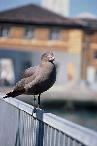: Heerman's Gull (Larus heermanni)