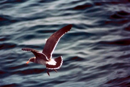 Immature Heermann's Gull (Larus heermanni)